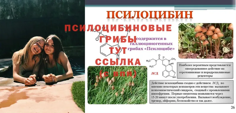 Псилоцибиновые грибы Psilocybine cubensis  купить наркоту  Кировград 